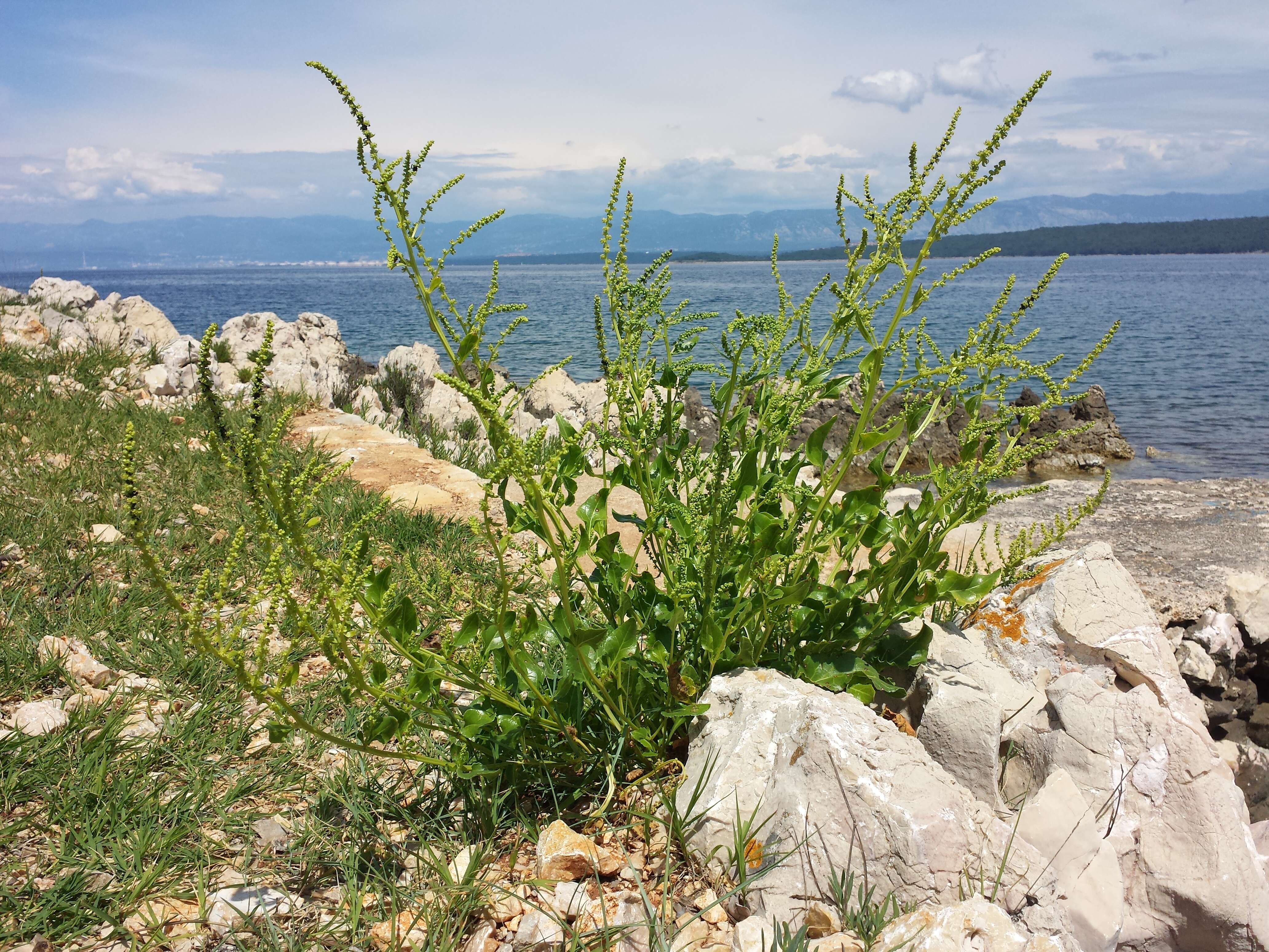 Image of sea beet