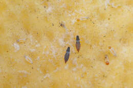 Image of Heliothrips