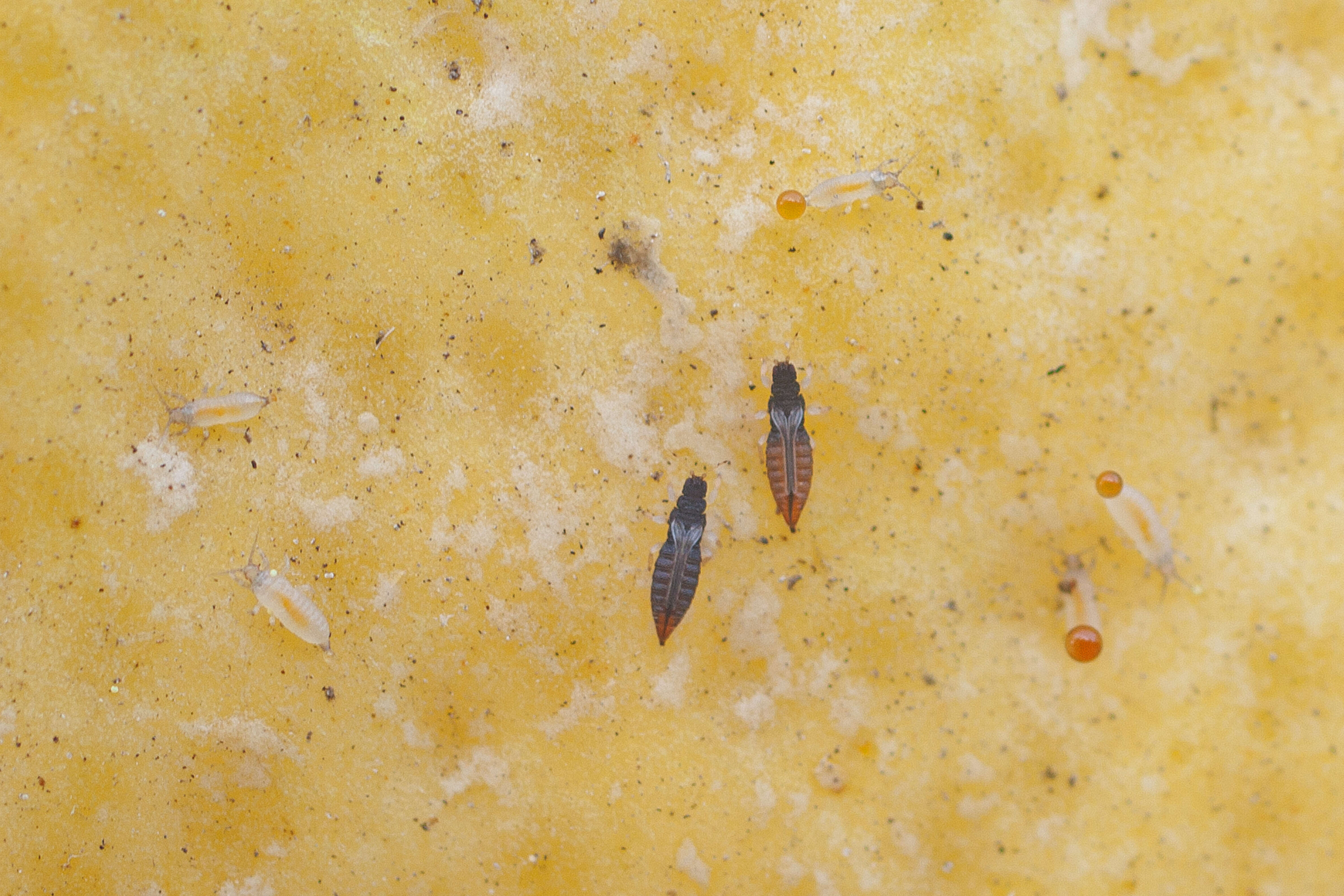 Image of Heliothrips