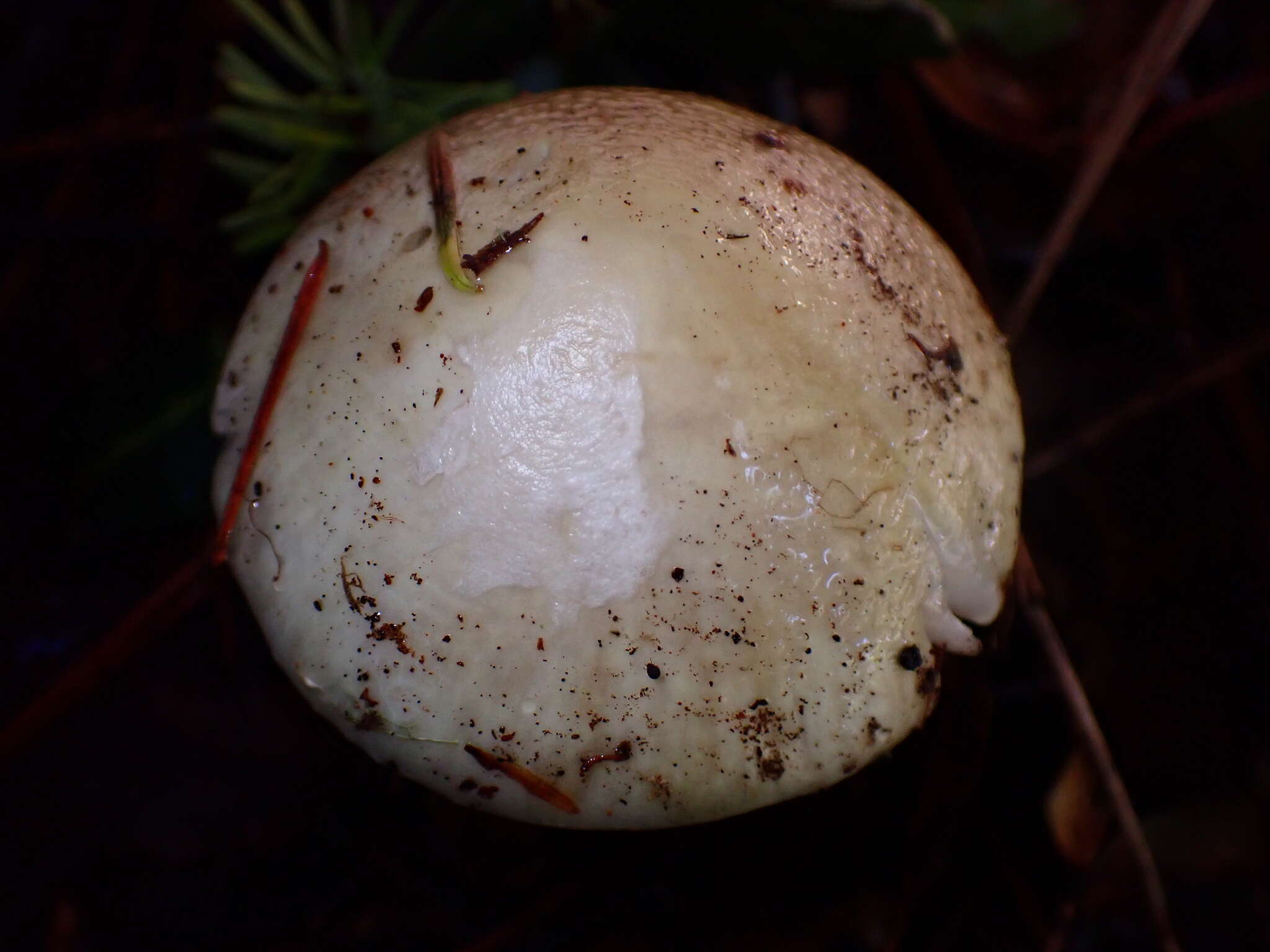 Image of Death cap