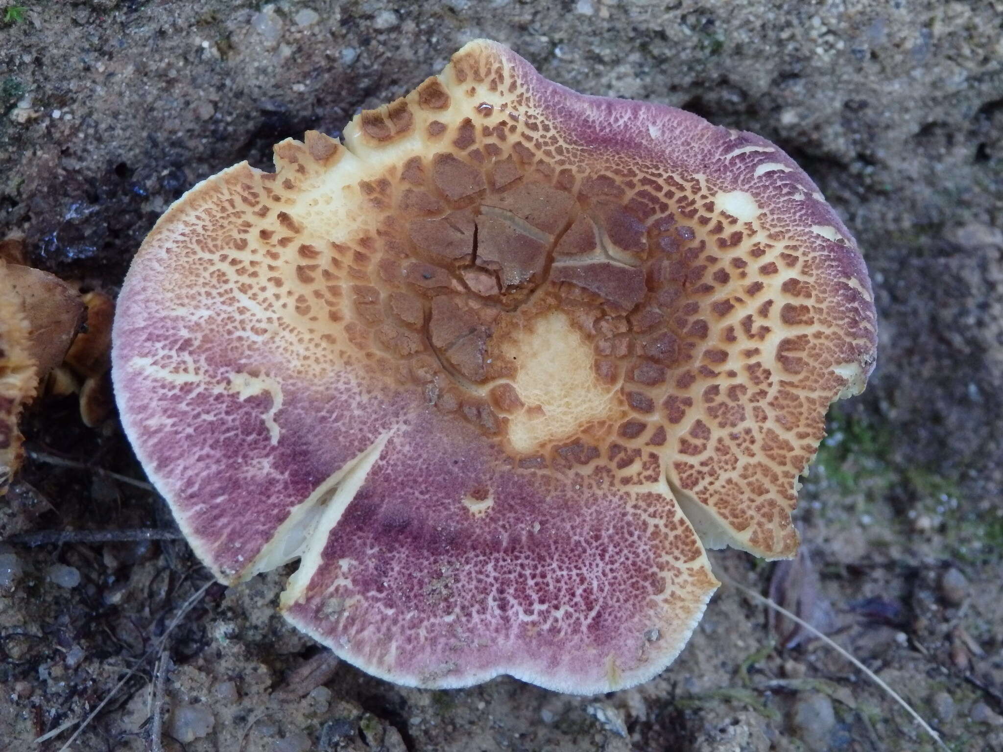 Image of Tricholomopsis rutilans (Schaeff.) Singer 1939