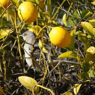 Image of Northern Mockingbird