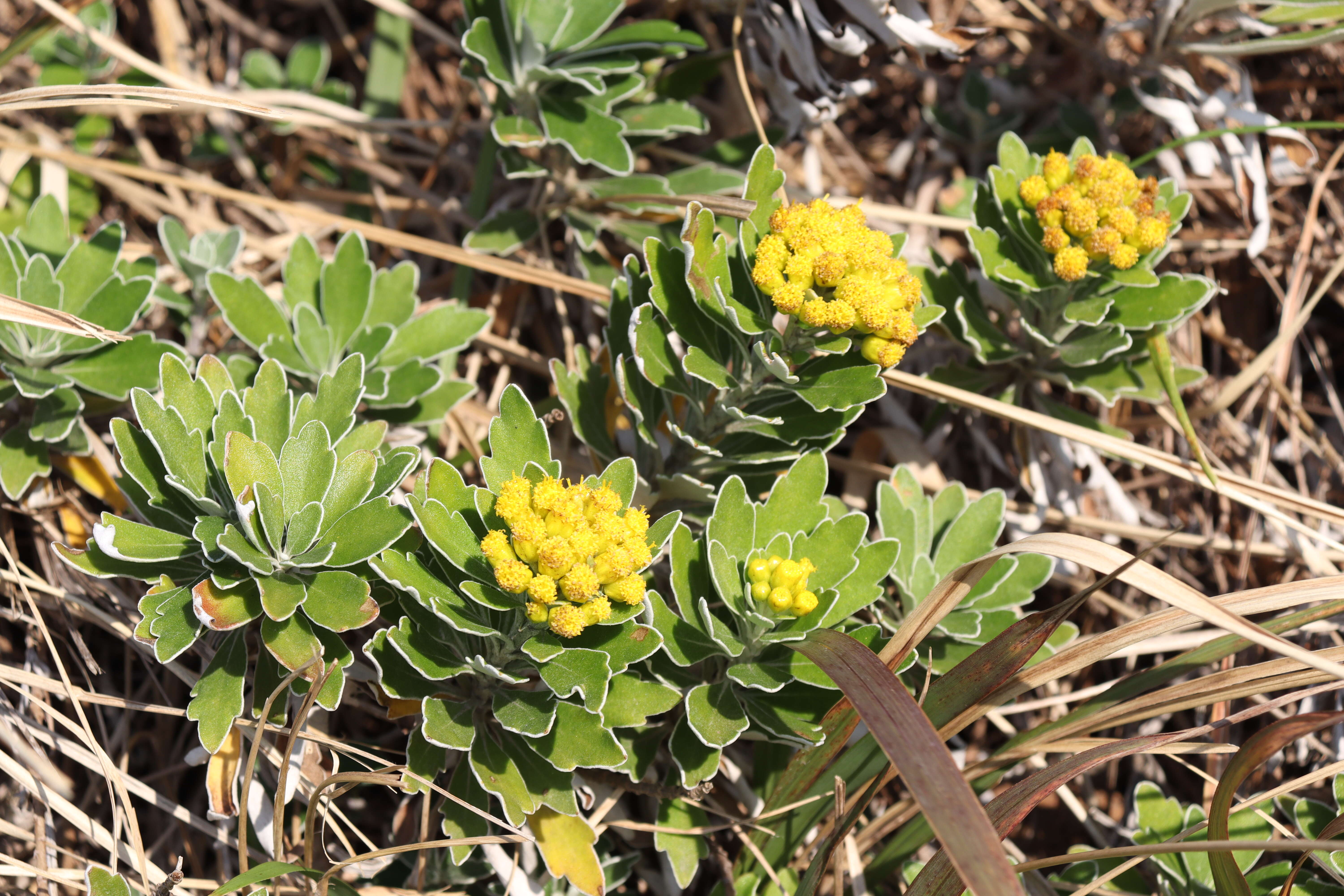 Plancia ëd Ajania pacifica (Nakai) K. Bremer & C. J. Humphries