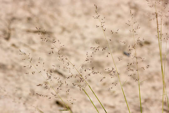 Image of dropseed