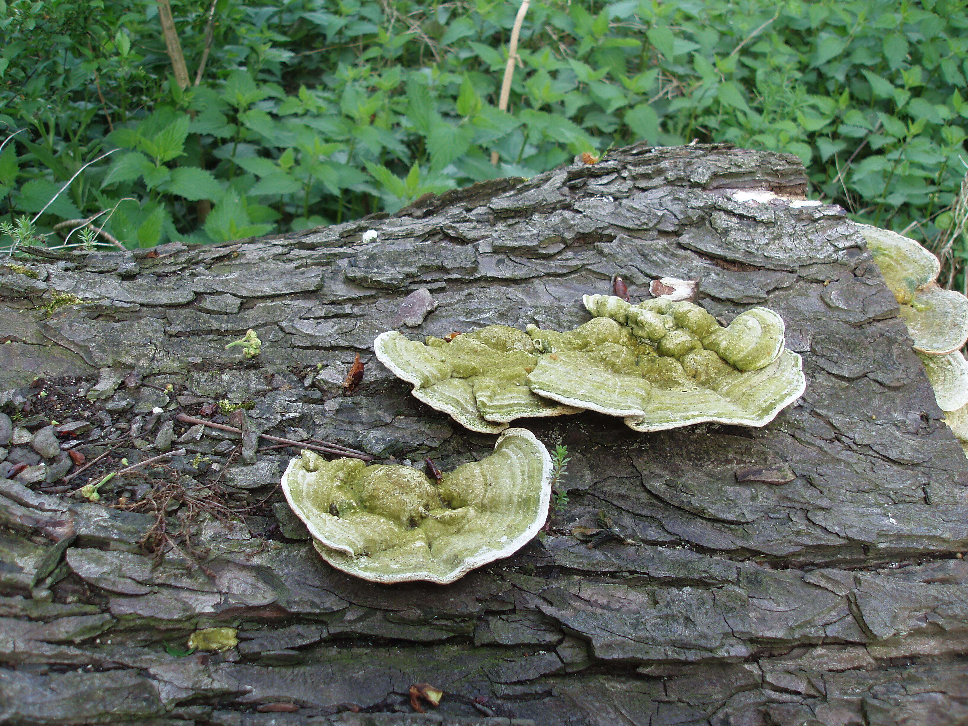 Image de Tramète bossue