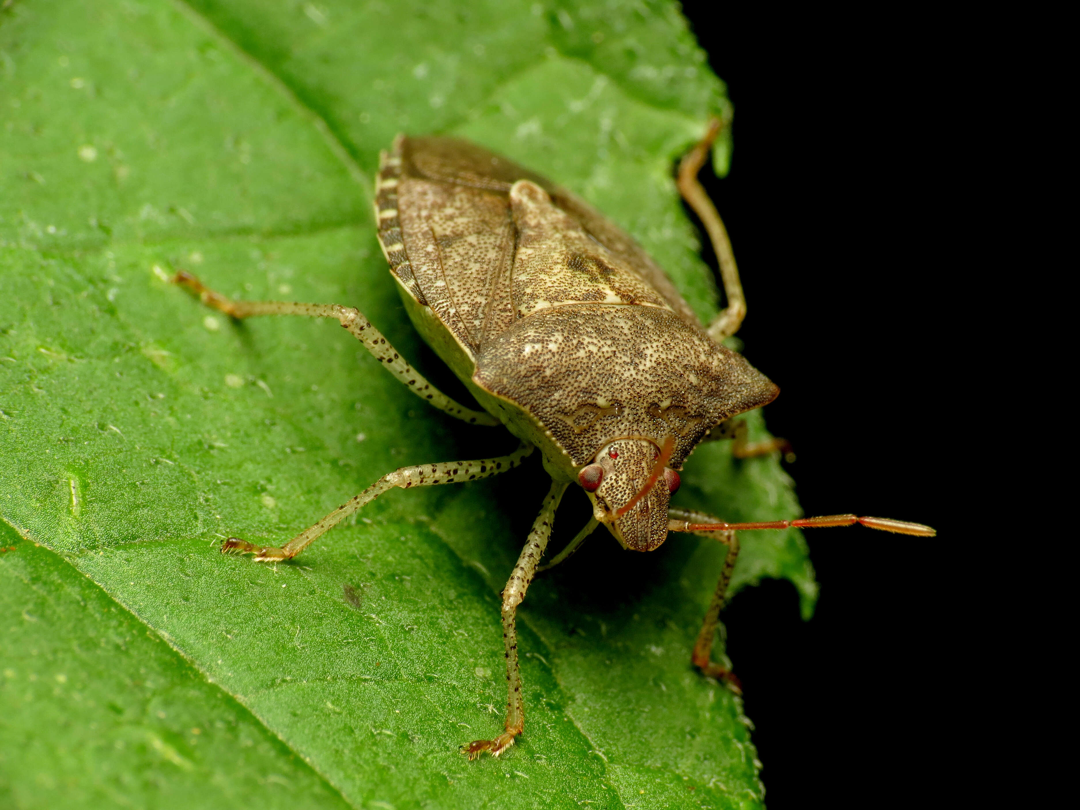 Image of stink bugs