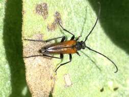 Image of Black-striped Longhorn Beetle