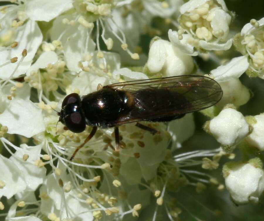 Image of <i>Cheilosia scutellata</i>