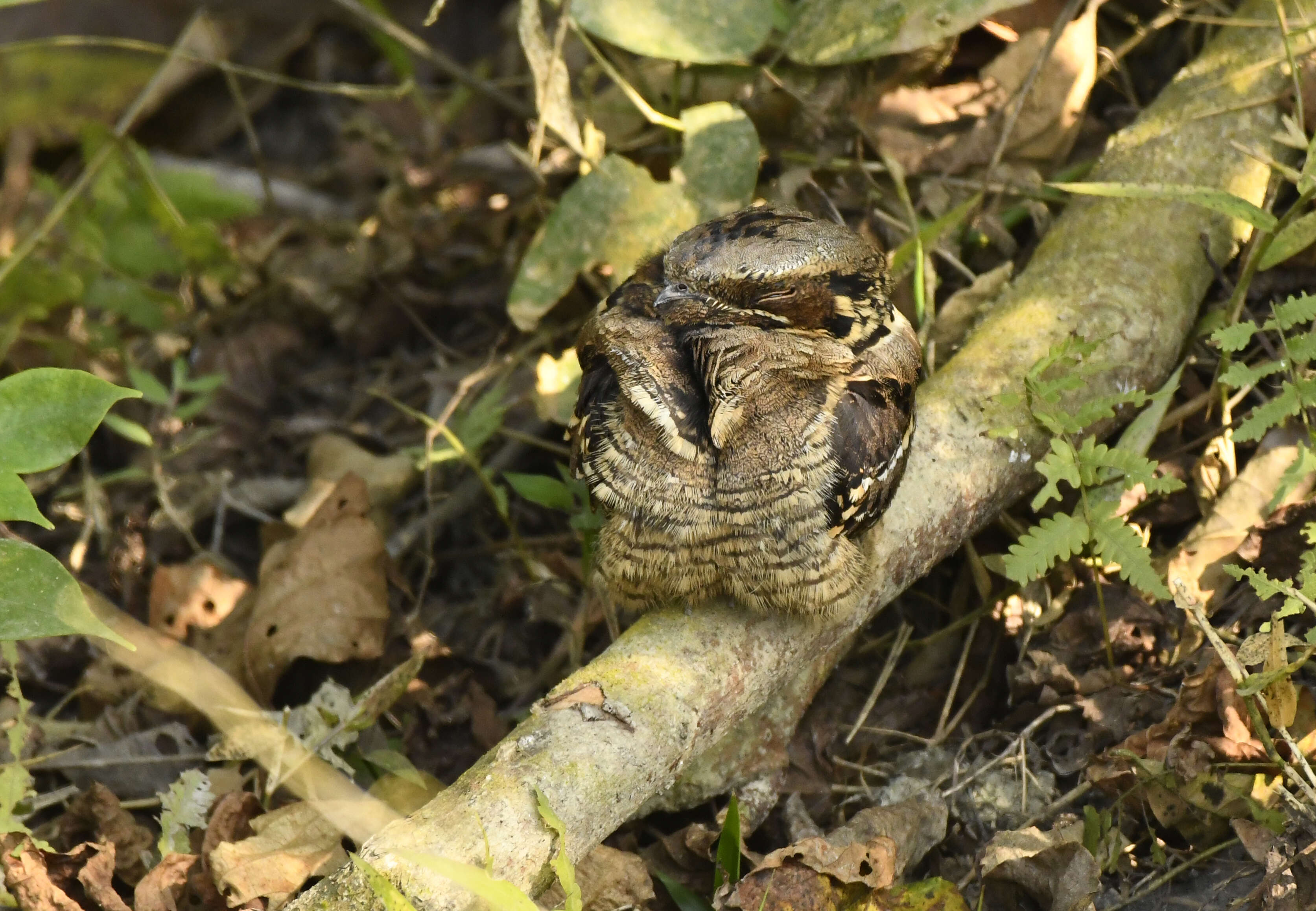 Image of Large-tailed Nightjar