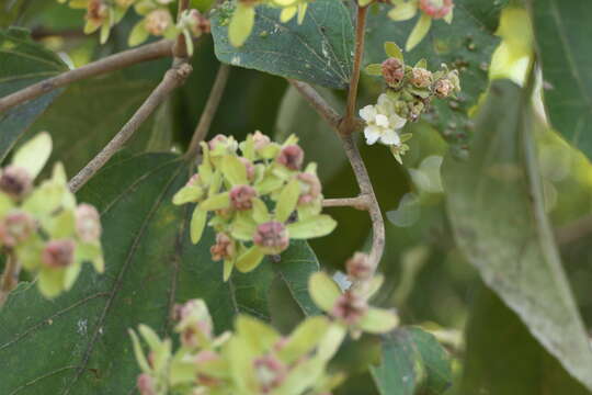 Image of Kydia calycina Roxb.