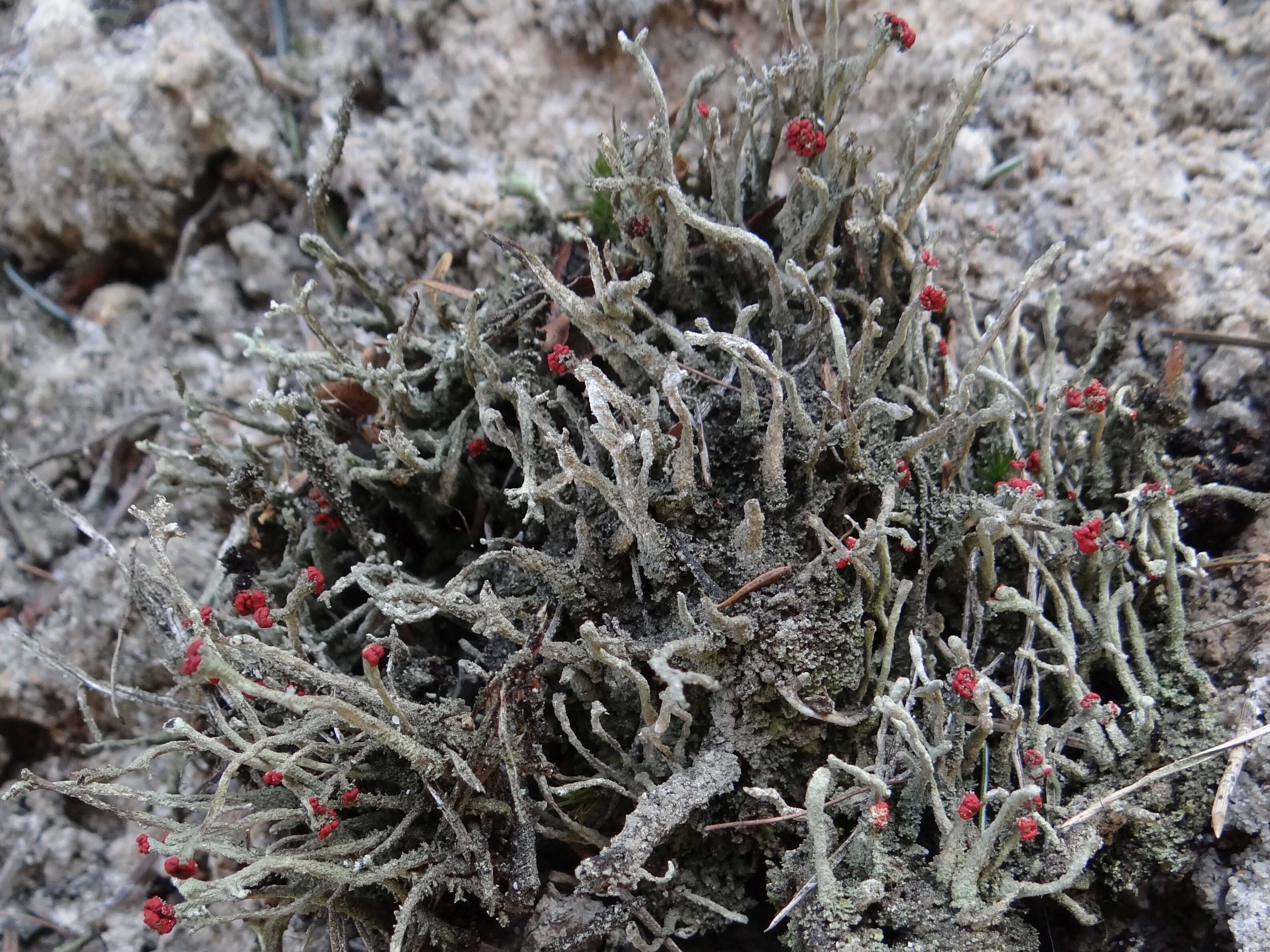 Image of Cladonia macilenta