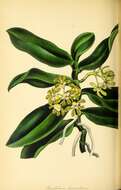 Image of Gastrochilus acutifolius (Lindl.) Kuntze