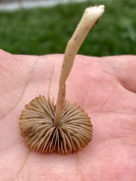 Image of common agrocybe