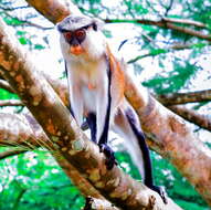 Image of Mona Guenon