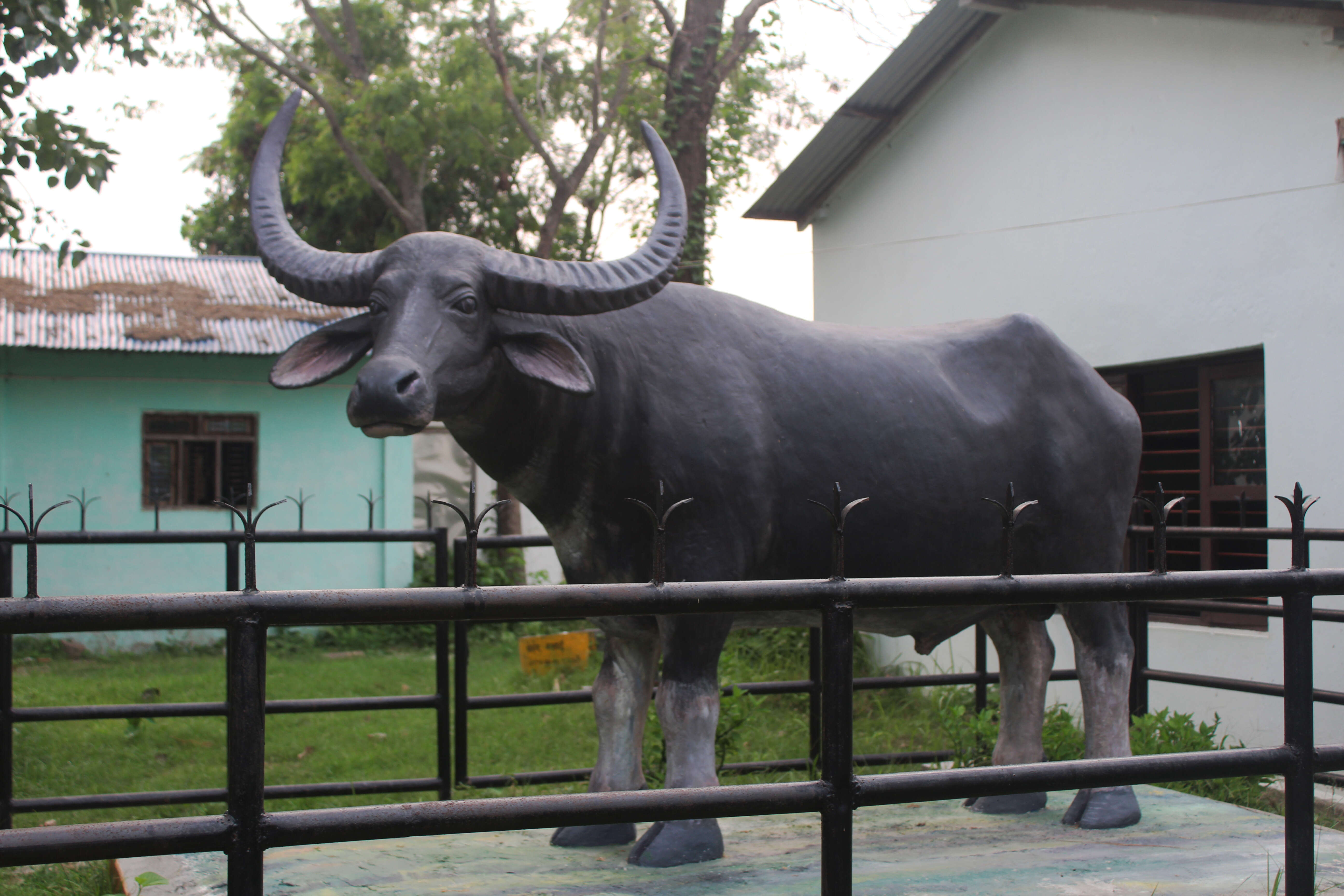 Image of Asian Buffalo