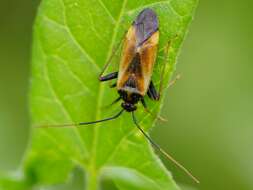 Image of Adelphocoris seticornis (Fabricius 1775)