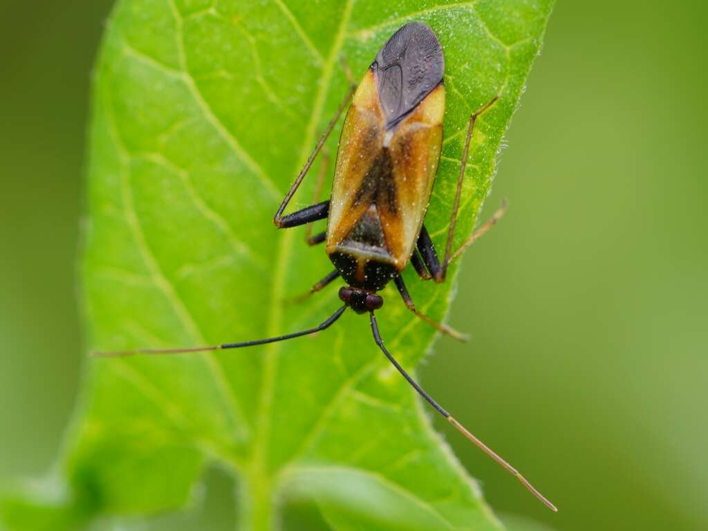 Adelphocoris seticornis (Fabricius 1775)的圖片