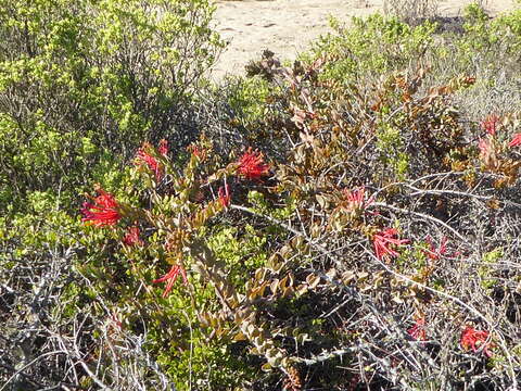 Image of Chilean firebush