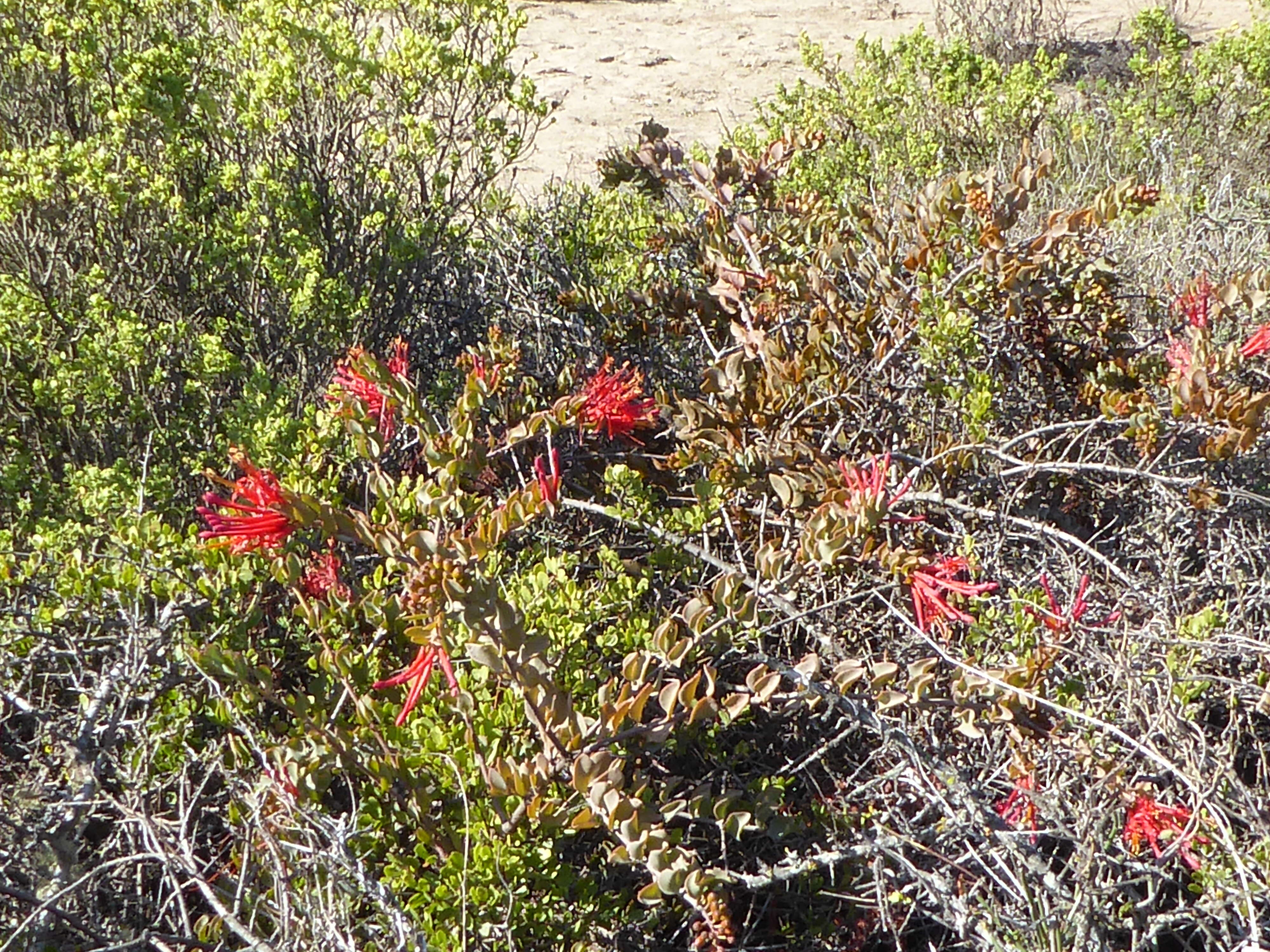 Image of Chilean firebush