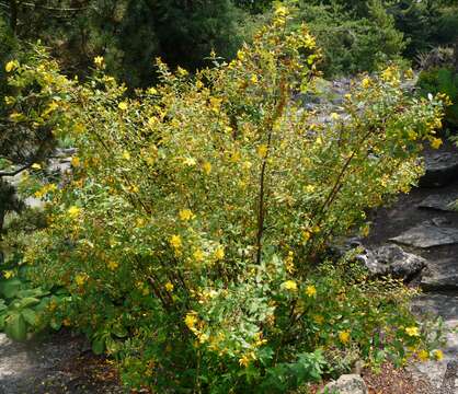 Imagem de Hypericum pseudohenryi N. Robson