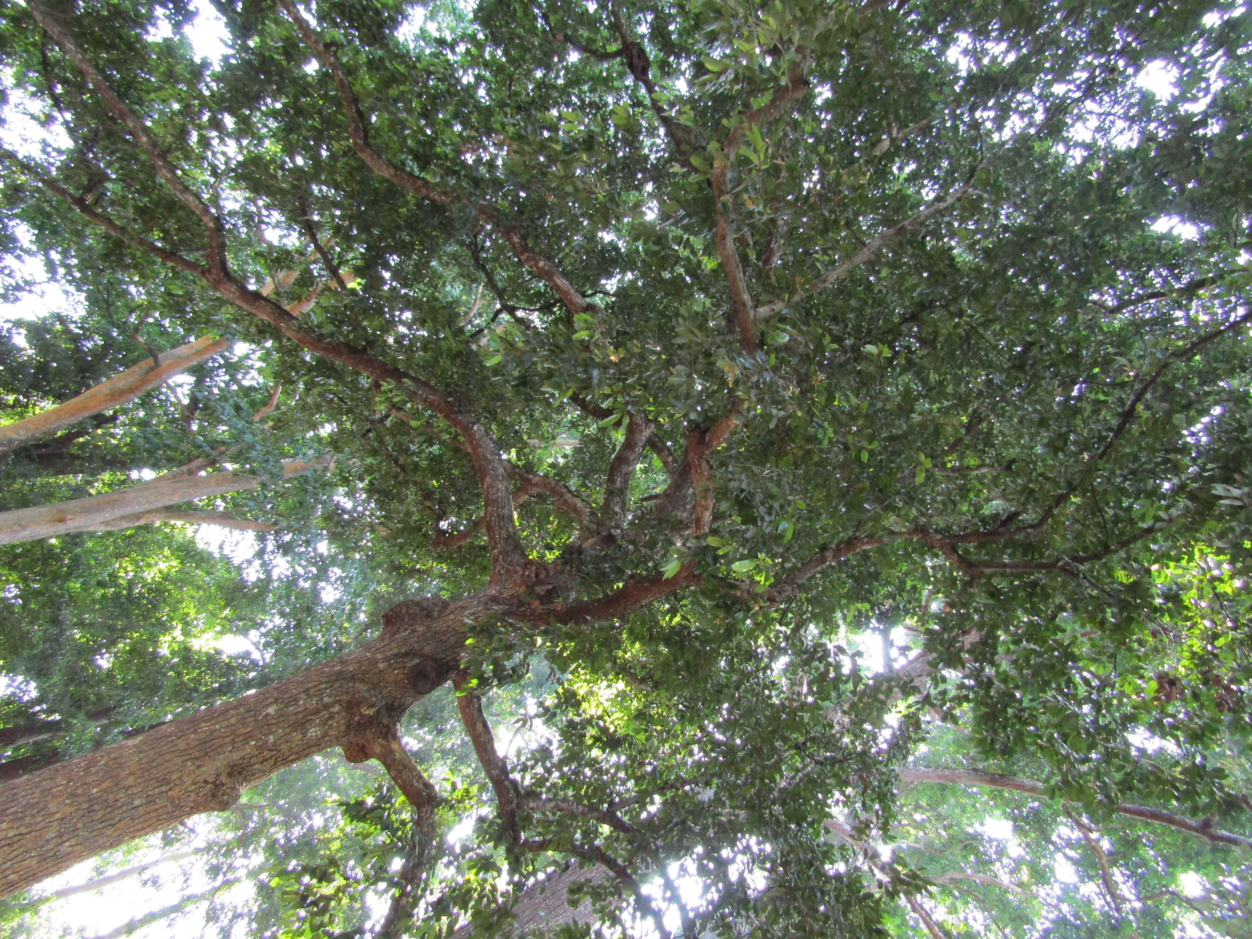 Image of Calophyllum tomentosum Wight