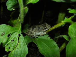 Image of Mato Grosso Snouted Treefrog
