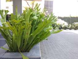 Image of climbing birdsnest fern