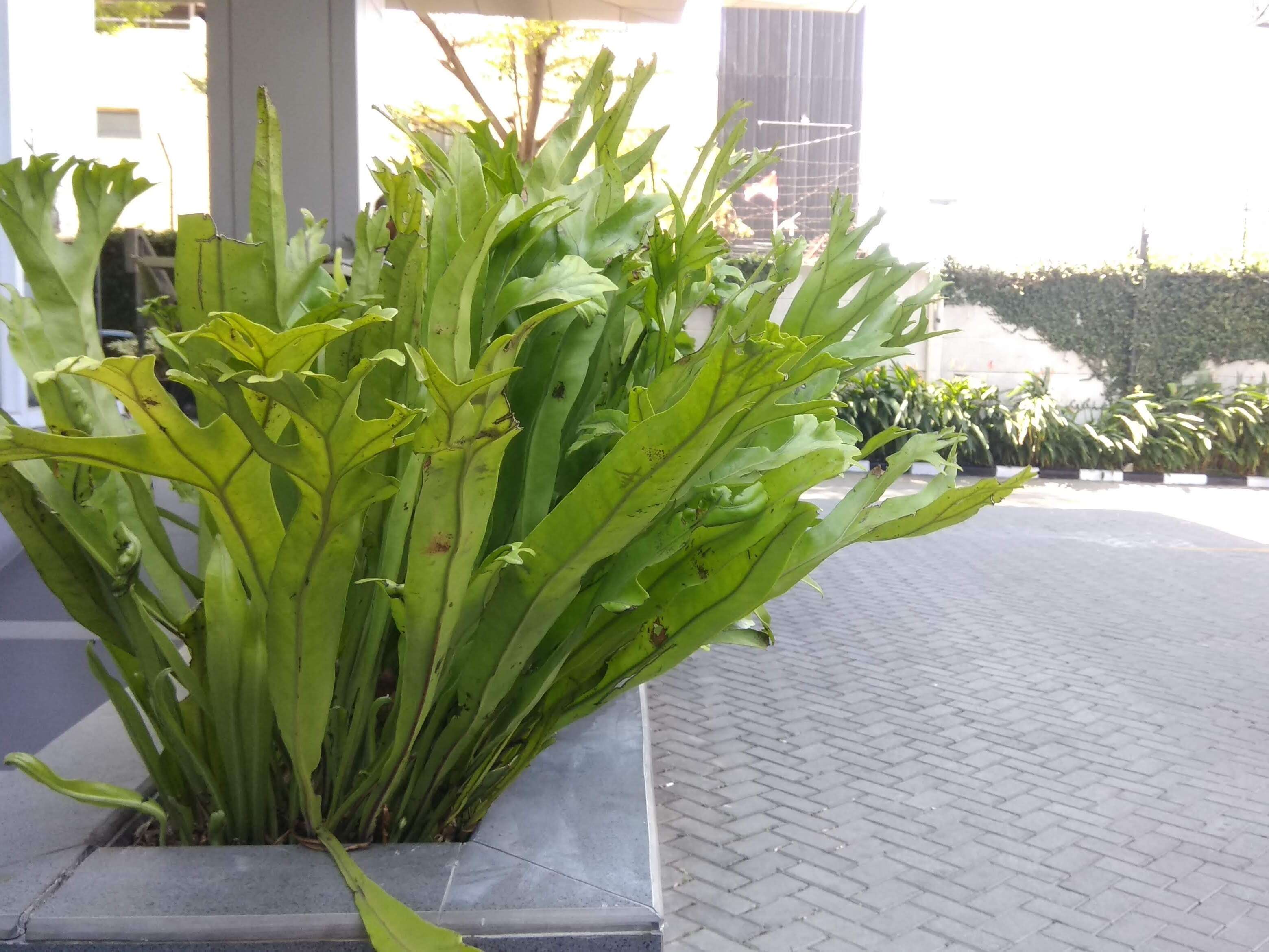 Image of climbing birdsnest fern