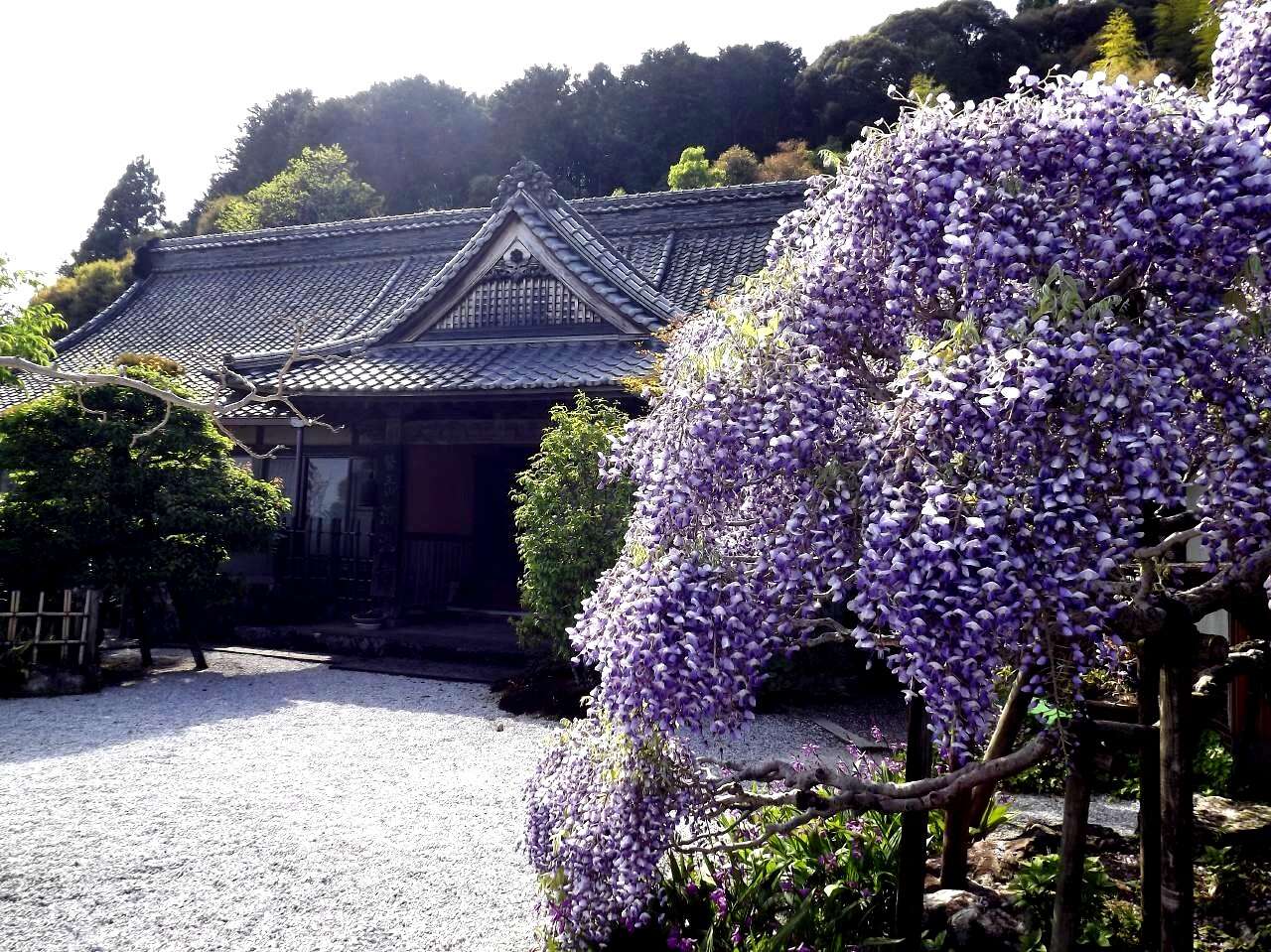 Plancia ëd Wisteria floribunda (Willd.) DC.