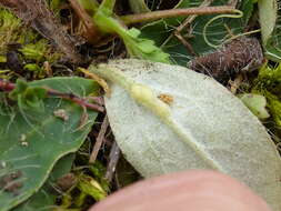 Image of Mouse-ear-hawkweed