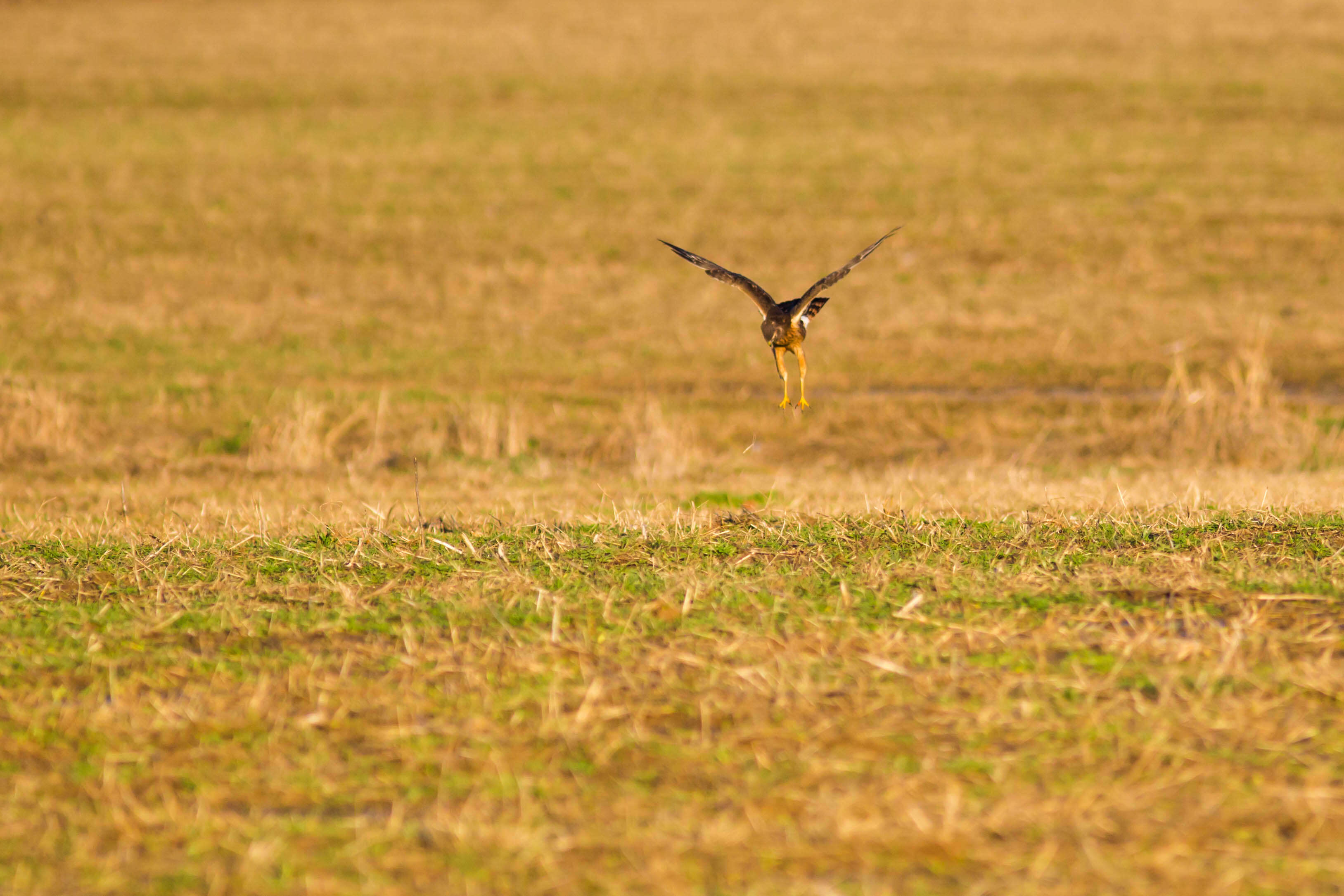 Image of Northern Harrier