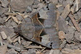 Image of Drasteria edwardsii