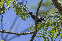 Image of Short-tailed Starling