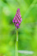 Image of Pyramidal orchid