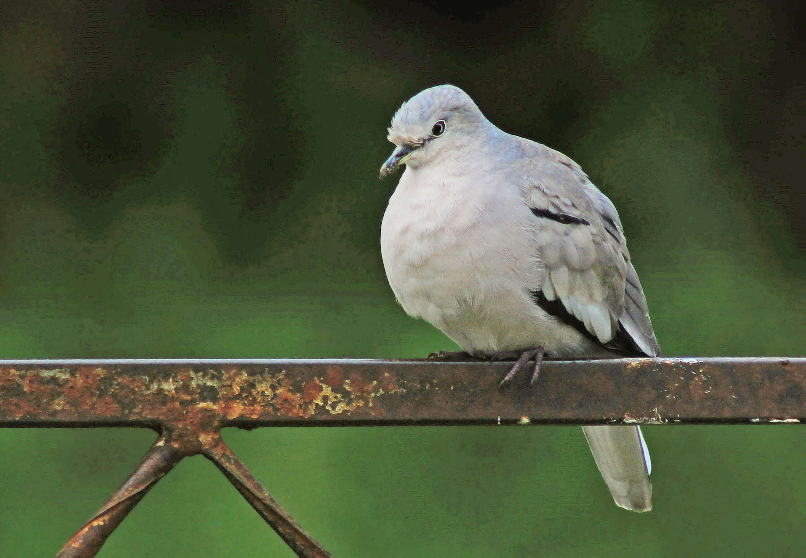 Image of Picui Dove