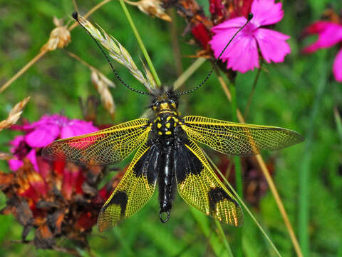 Image of Libelloides longicornis (Linnaeus 1764)