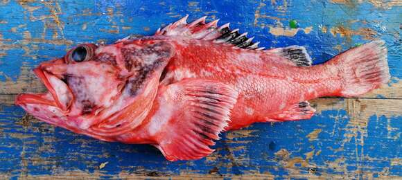 Image of Spiny scorpionfish