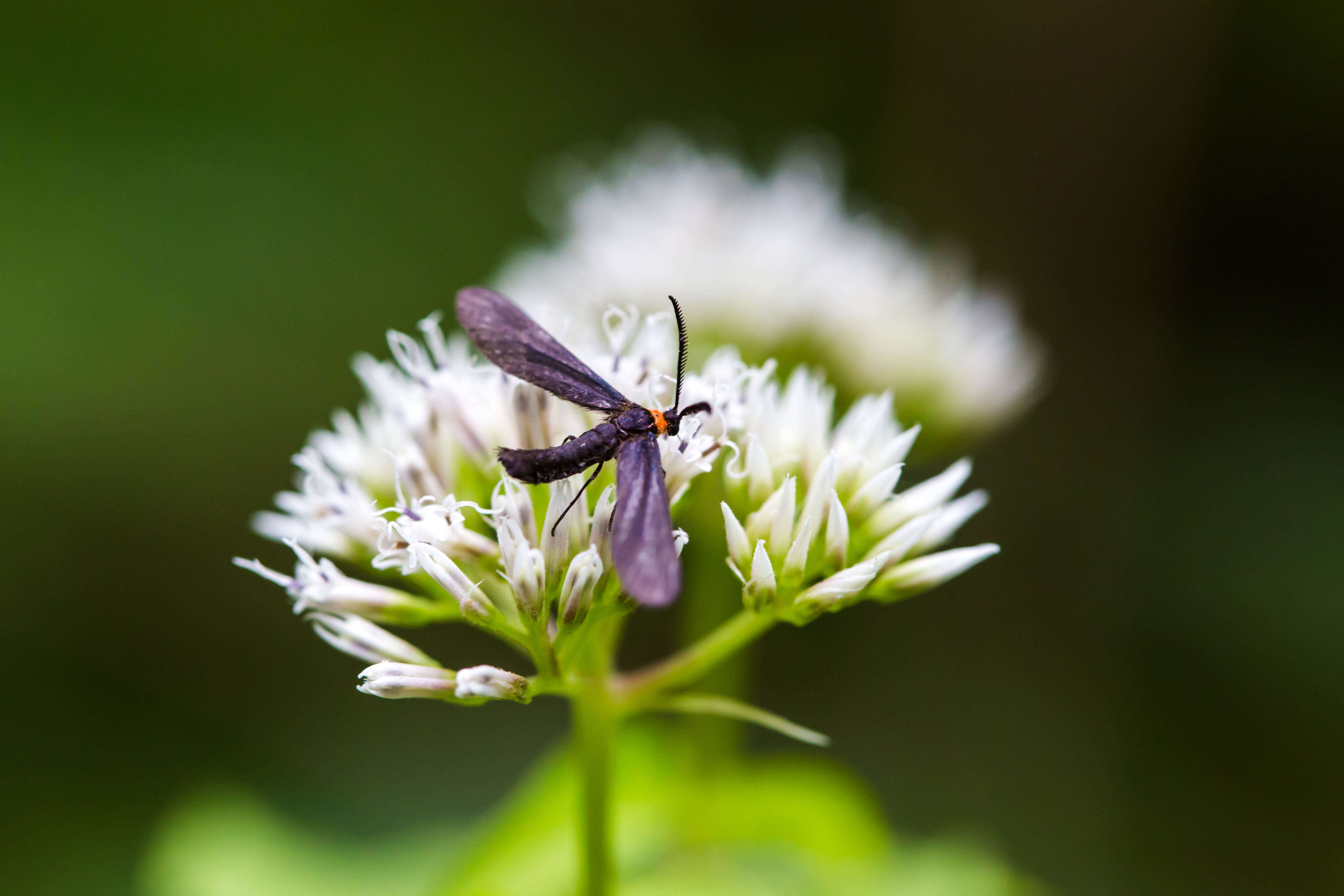 Image of Grapeleaf Skeletonizer