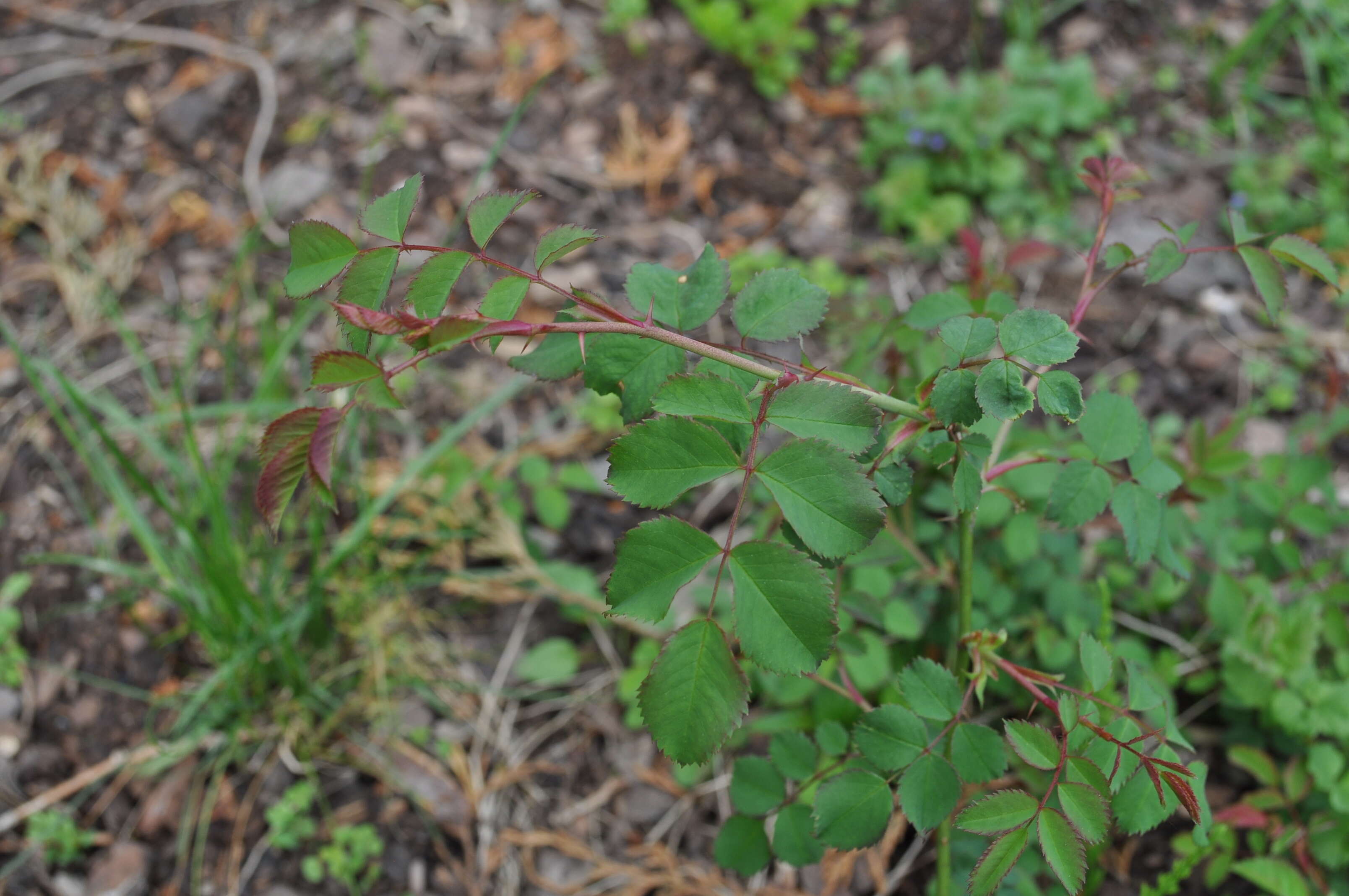 Image of Baby Rose