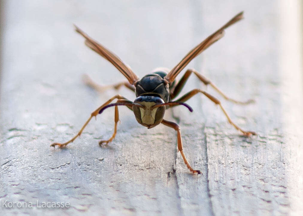 Image of Northern Paper Wasp