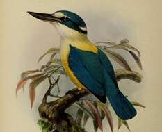 صورة Todiramphus recurvirostris Lafresnaye 1842