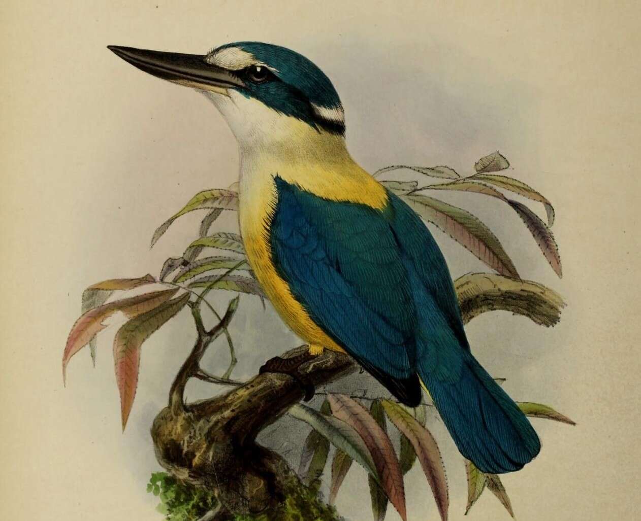 صورة Todiramphus recurvirostris Lafresnaye 1842