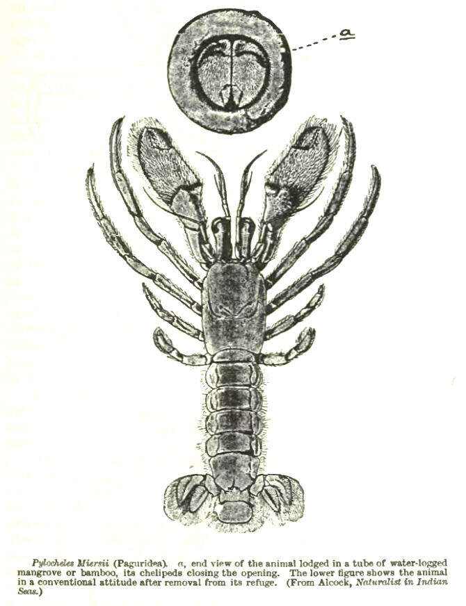 Image of Pylochelidae