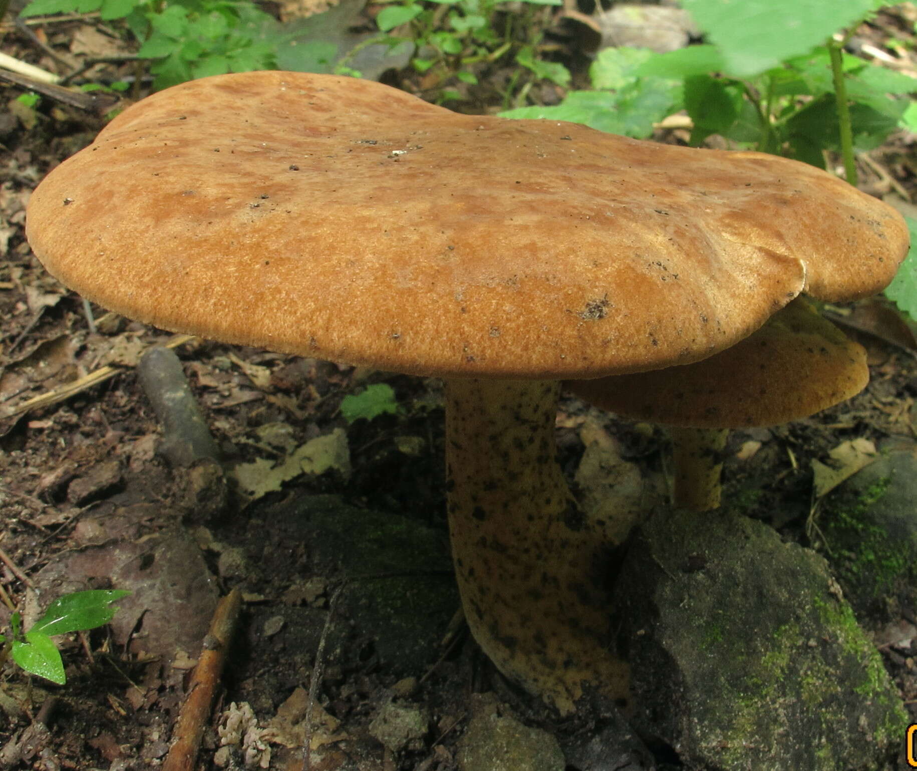 Polyporus radicatus Schwein. 1832 resmi