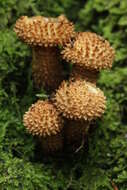 Pholiota squarrosa (Vahl) P. Kumm. 1871 resmi