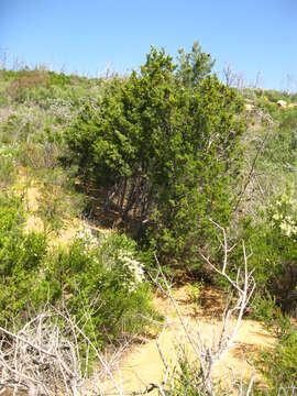 Image of Tecate Cypress