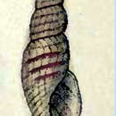 Image of Daphnella hyalina (Reeve 1845)