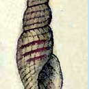 Image de Daphnella hyalina (Reeve 1845)