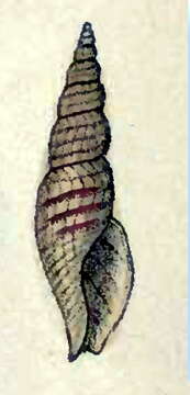 Image de Daphnella hyalina (Reeve 1845)