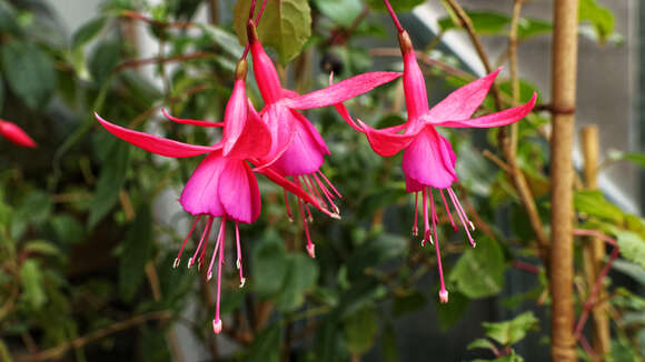 Image de Fuchsia